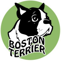 Boston Terrier T-Shirt