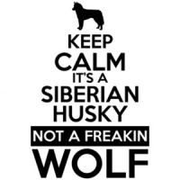 Keep Calm its a Siberian Husky not a freakin wolf - Siberian Husky T-Shirt