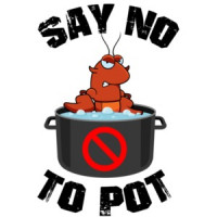 Say no to pot - lobster in pot. Funny lobster t-shirt. Maine t-shirt