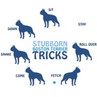 Stubborn Boston Terrier Tricks - Boston Terrier T-Shirt