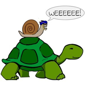 Snail Riding on Turtle WEEEEE Funny T-Shirt